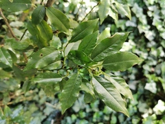 Prunus lusitanica