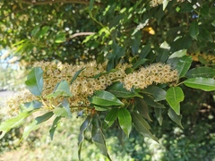 Prunus lusitanica