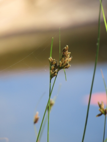 Fimbristylis dichotoma observed 2026-10-19
