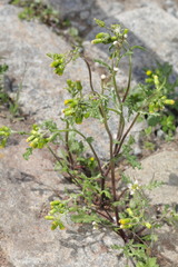 Senecio vulgaris