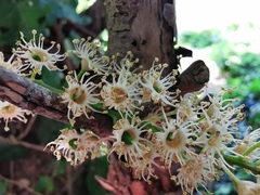 Prunus lusitanica