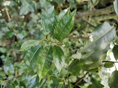 Prunus lusitanica