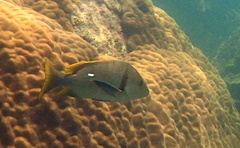 Lutjanus rivulatus