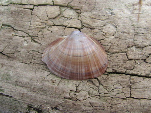 Mactra chinensis, 2026-09-02