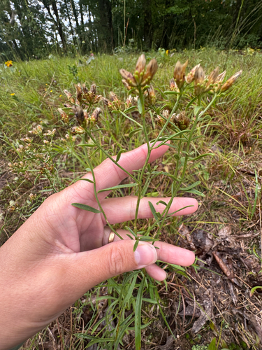 Sericocarpus linifolius observed 2026-09-23