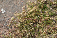 Sagina procumbens