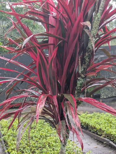 Cordyline fruticosa observed 2026-10-22