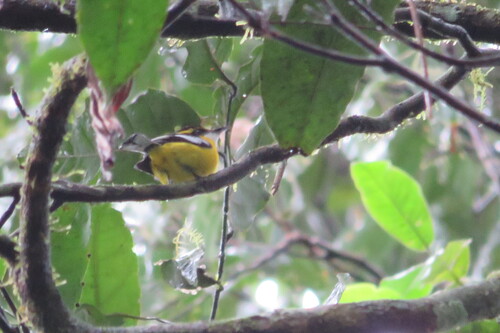 Machaerirhynchus flaviventer observed 2026-10-18