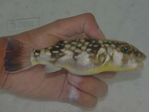 Chelonodon patoca observed 2026-10-22