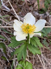 Trollius laxus