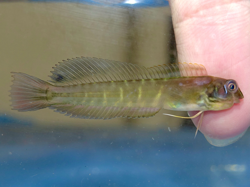 Omobranchus ferox observed 2026-10-22