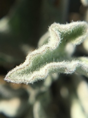 Calystegia collina oxyphylla