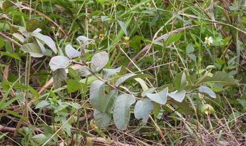 Psidium guajava observed 2026-10-21