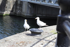 Larus argentatus