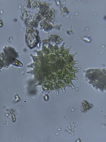 Pseudopediastrum boryanum observed 2026-10-22