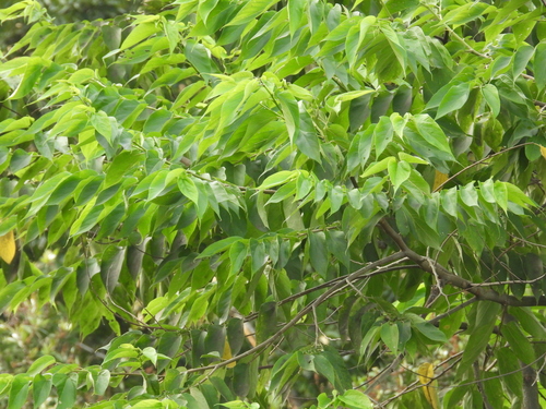 Trema orientale observed 2026-10-21