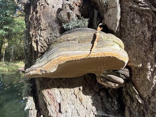 Phellinus igniarius, 2026-10-22