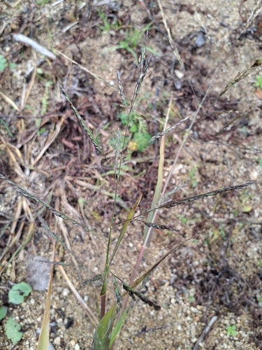 Panicum dichotomiflorum observed 2026-10-22