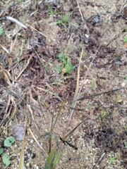 Capim-do-banhado (Panicum dichotomiflorum)