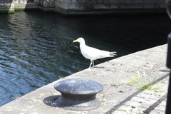 Larus argentatus