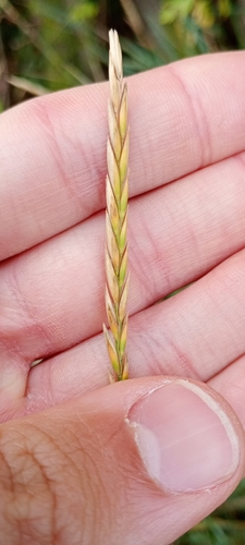 Elymus repens observed 2026-10-22