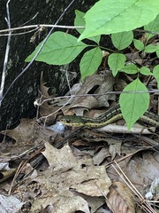 Thamnophis sirtalis