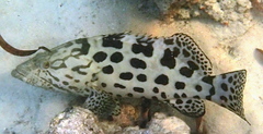 Epinephelus tukula