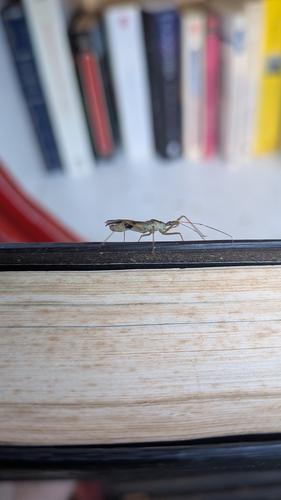 Leafhopper Assassin Bug