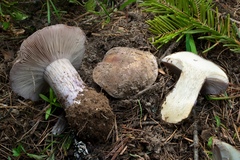 Cortinarius subolivascens