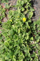 Medicago lupulina