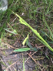 Carex gracillima