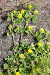 Medicago lupulina