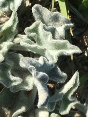 Calystegia collina oxyphylla