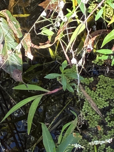 Paspalum repens observed 2026-10-21