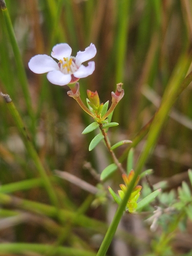 Euryomyrtus ramosissima observed 2026-10-22