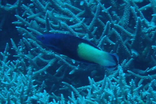 Labroides bicolor observed 2026-10-17