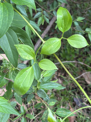 Clematis glycinoides observed 2026-10-16
