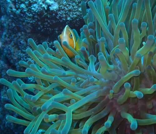 Amphiprion perideraion observed 2026-10-17