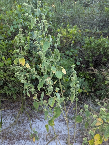 Sida cordifolia observed 2026-10-21