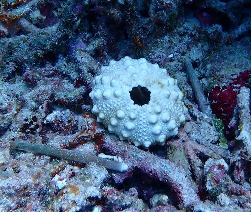 Heterocentrotus mamillatus observed 2026-10-17
