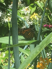 Danaus plexippus