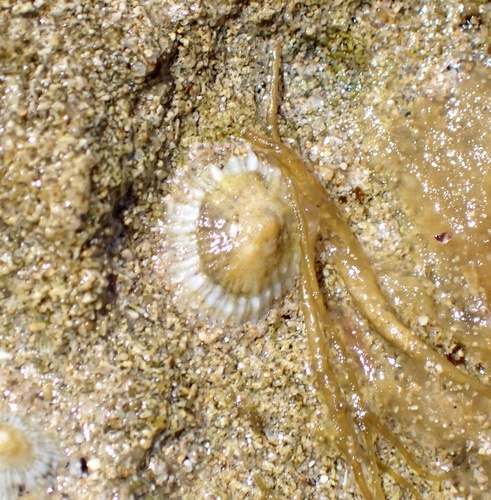 Siphonaria zelandica observed 2026-10-22
