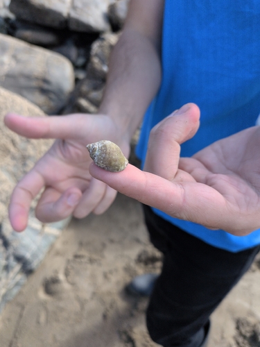 Nucella lapillus observed 2026-10-22
