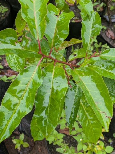 Pygeum observed 2026-10-22