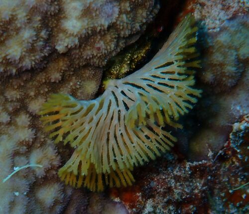 Reteporellina observed 2026-10-17