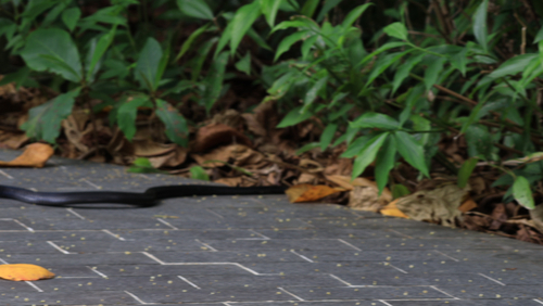 Naja sumatrana observed 2026-10-22