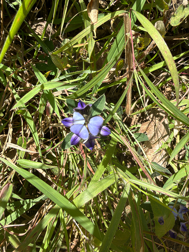 Crotalaria sessiliflora observed 2026-10-22