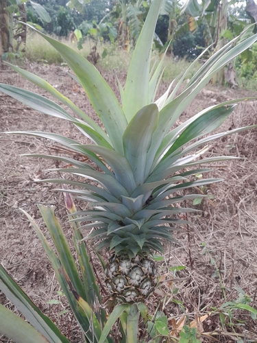 Ananas comosus observed 2026-10-22