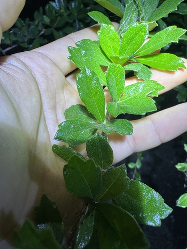 Ehretia microphylla observed 2026-10-22