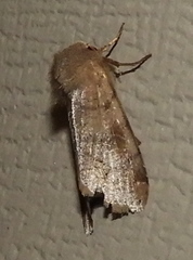 Orthosia hibisci